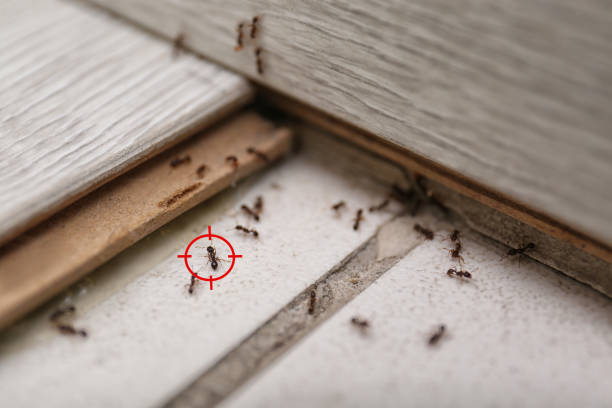 Pest Control for Restaurants in Cologne, NJ