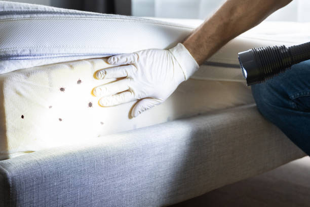 Best Wasp Removal Services  in Cologne, NJ