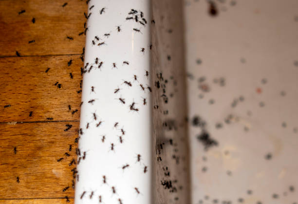Best Pest Removal Services  in Cologne, NJ